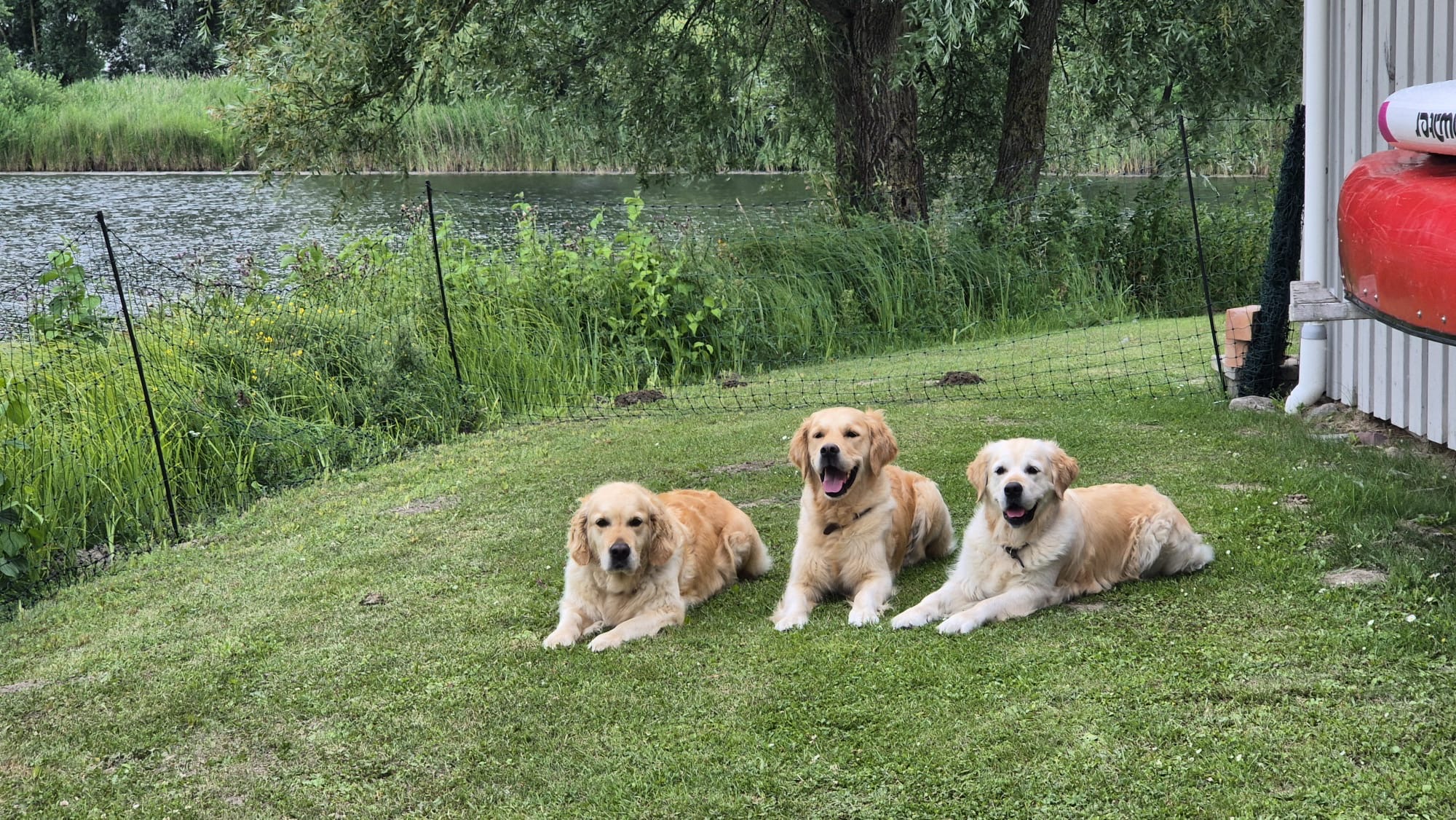 Golden Valley of Peace - Golden Retriever
