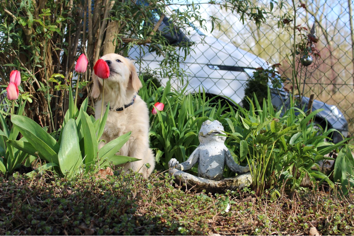 Golden Valley of Peace - Golden Retriever