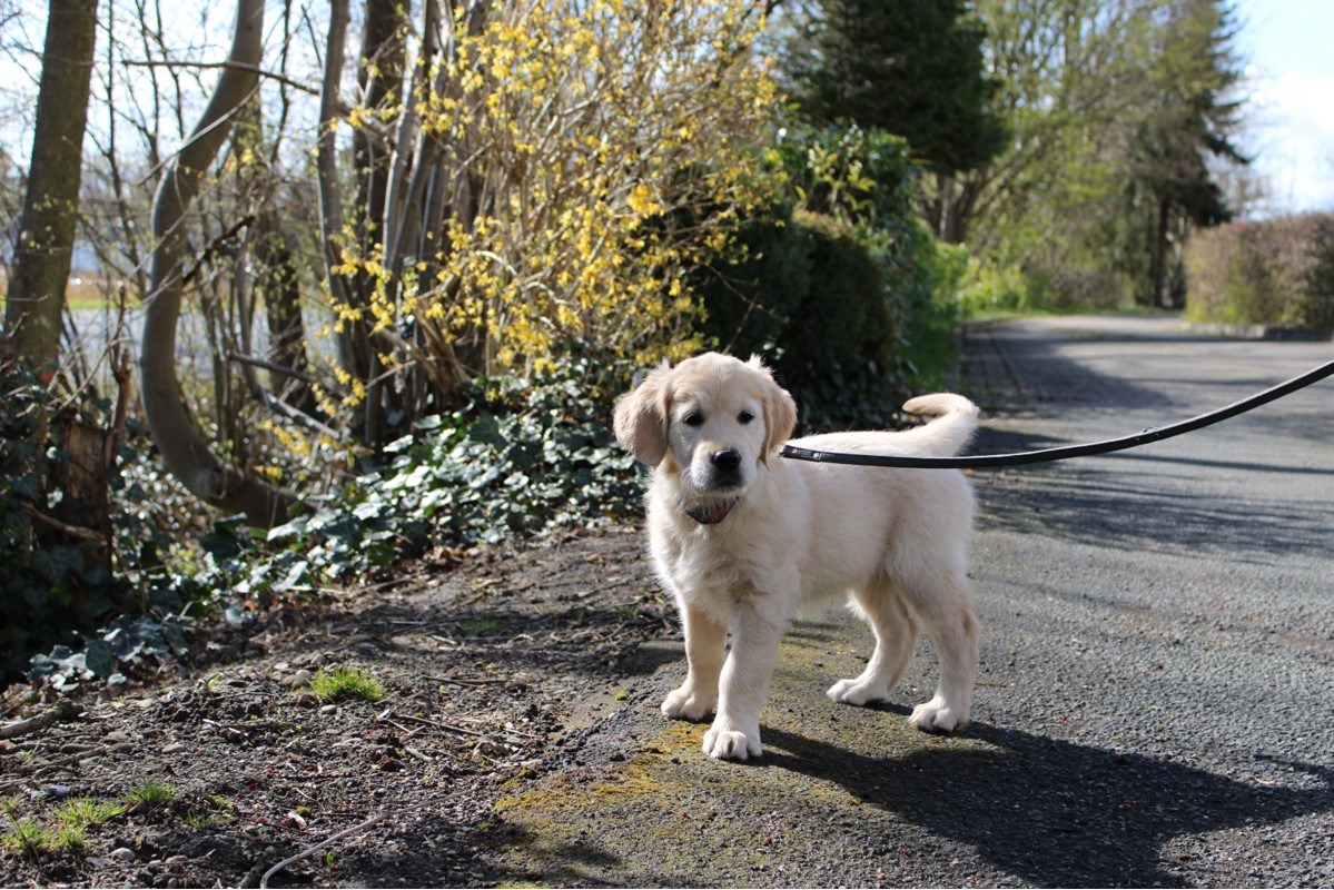 Golden Valley of Peace - Golden Retriever