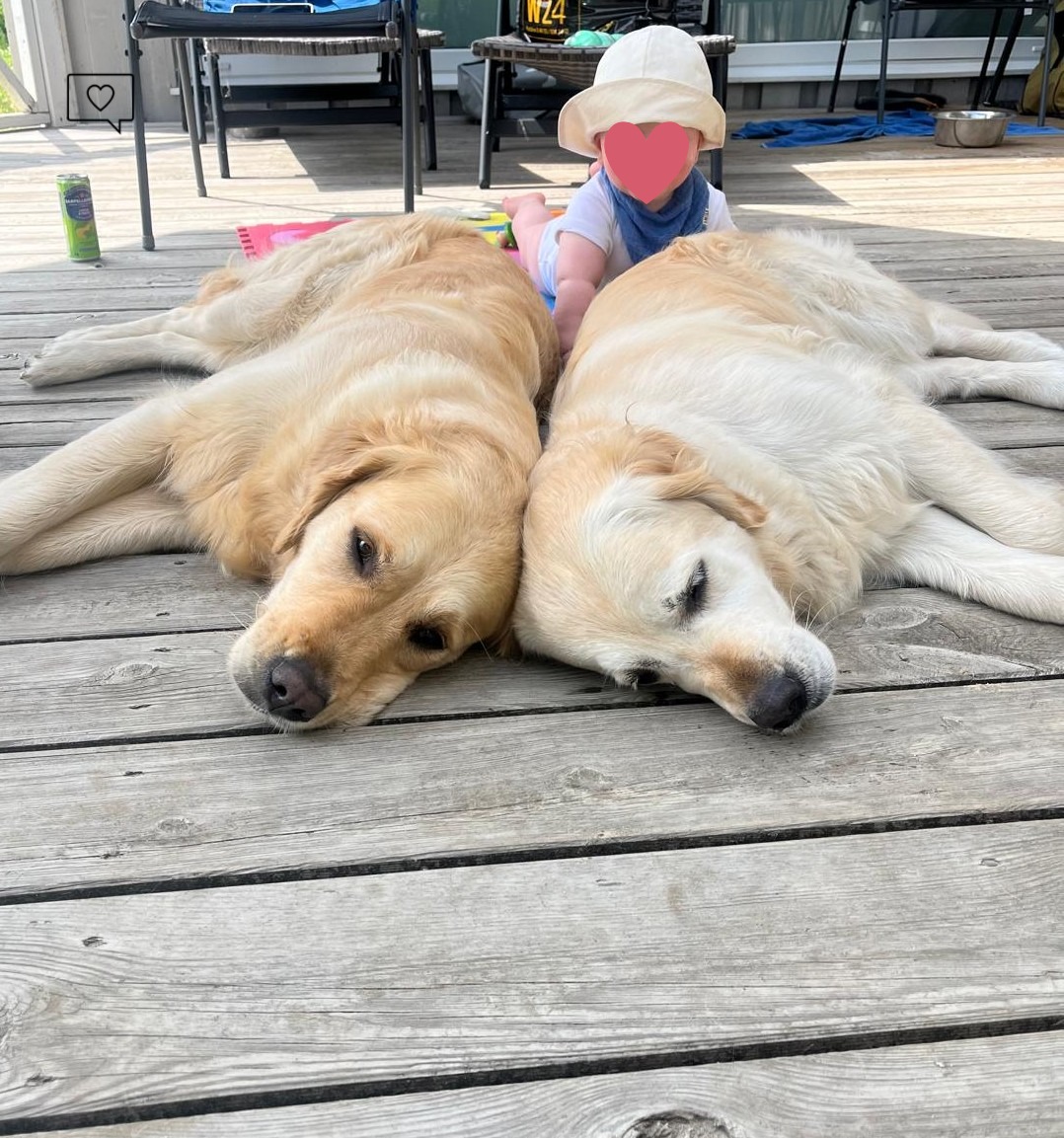 Golden Valley of Peace - Golden Retriever