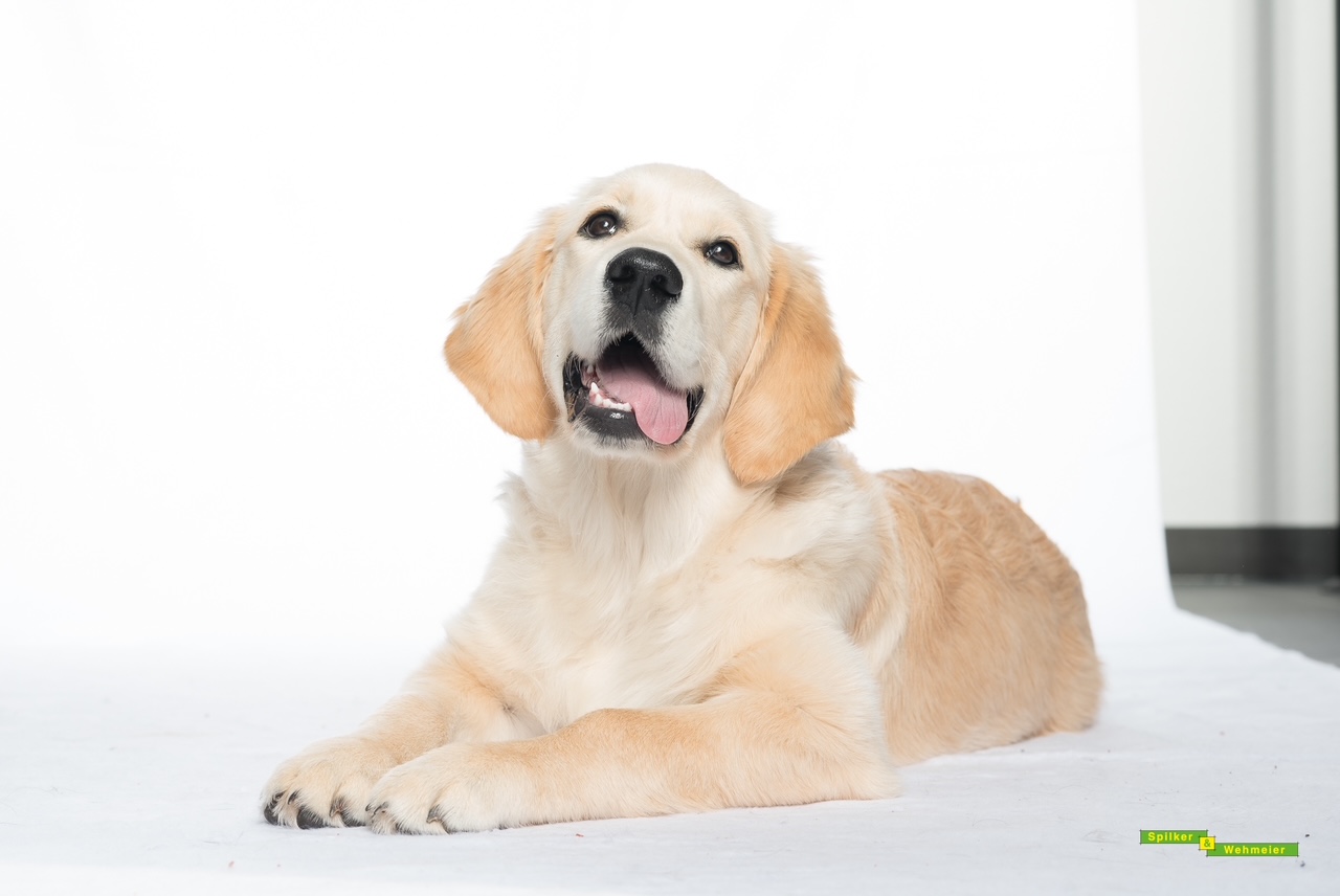 Golden Valley of Peace - Golden Retriever