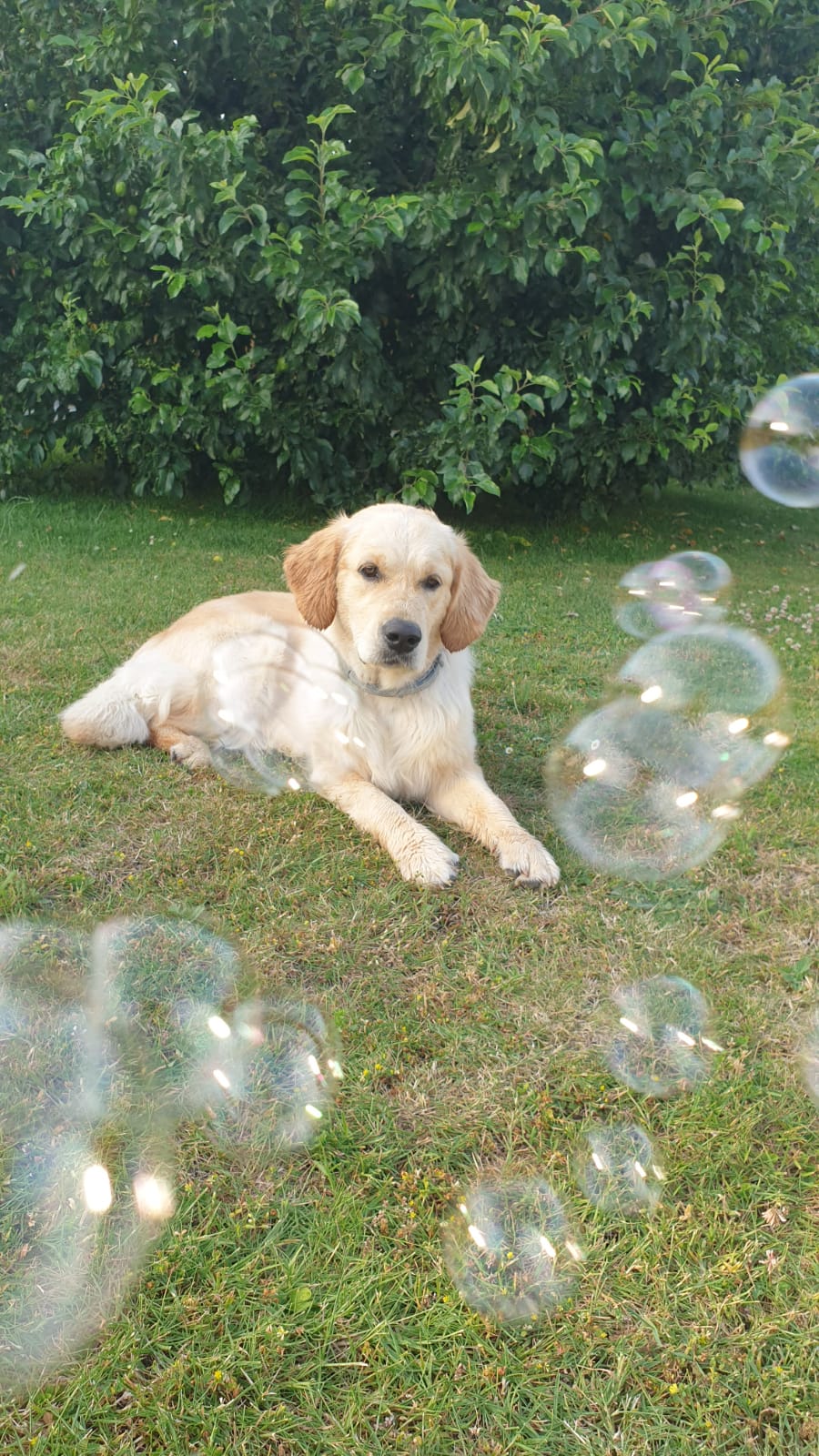 Golden Valley of Peace - Golden Retriever