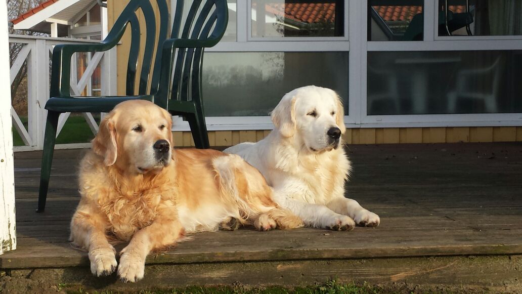 Golden Valley of Peace - Golden Retriever