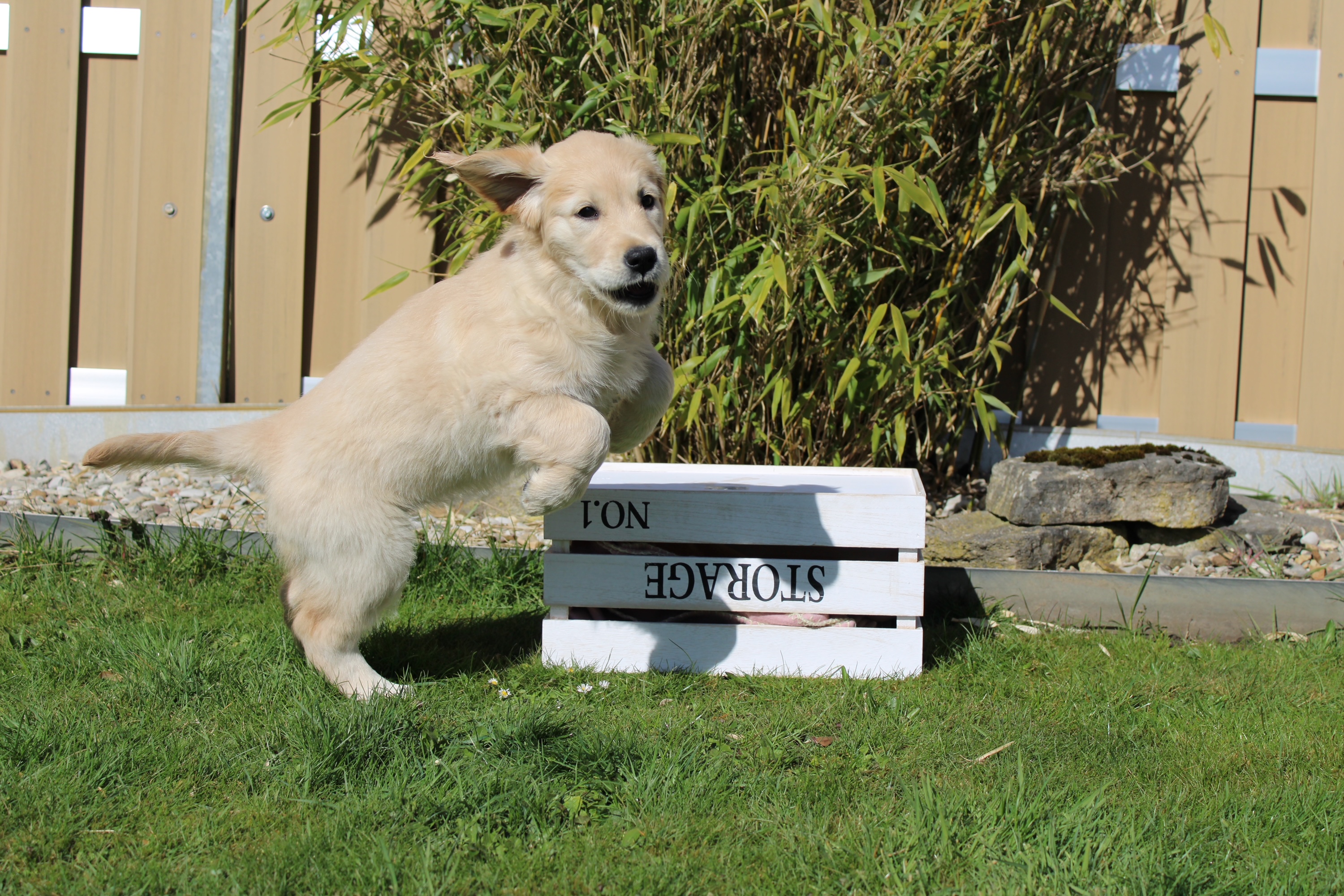 Golden Valley of Peace - Golden Retriever