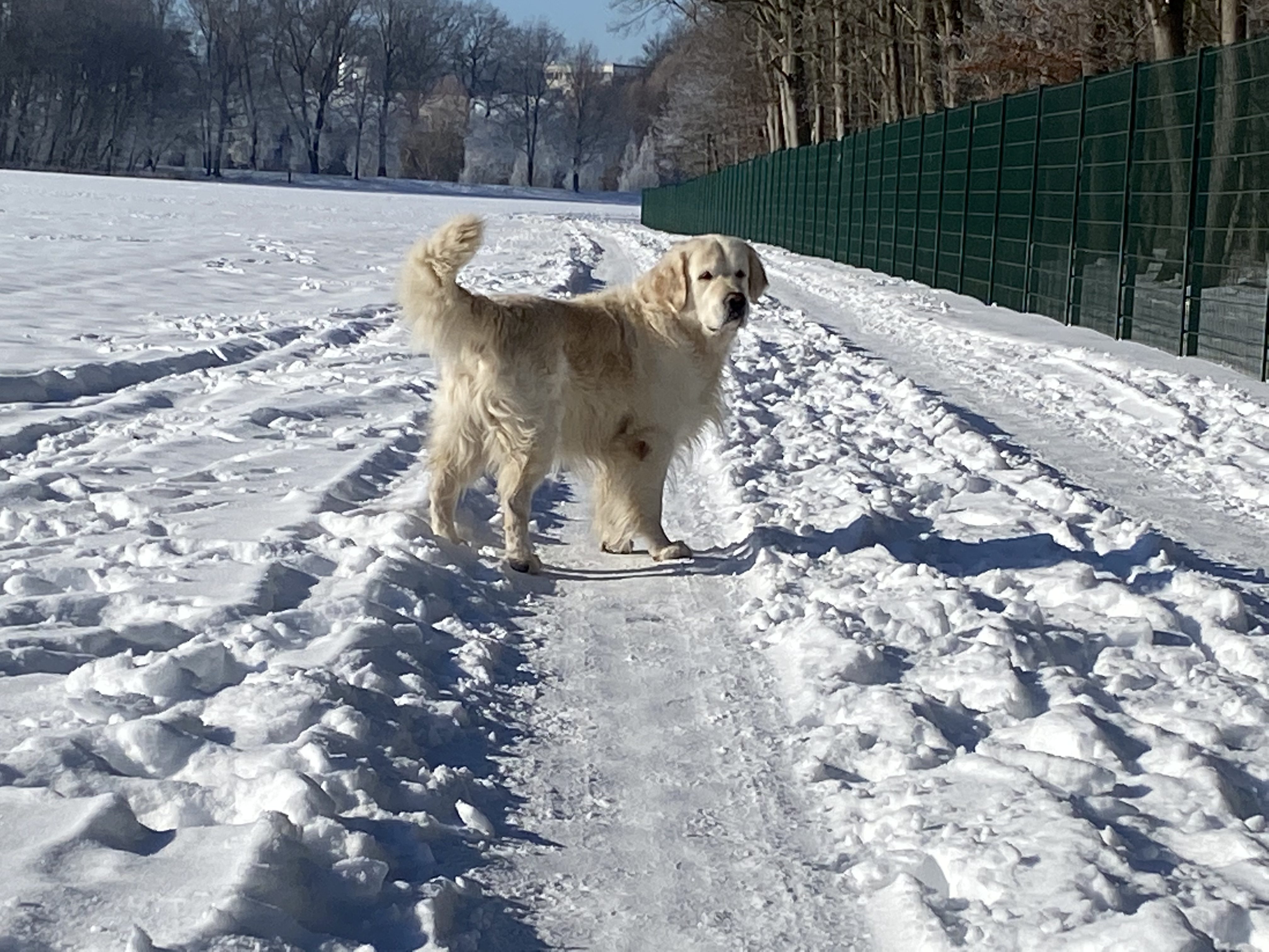Golden Valley of Peace - Golden Retriever
