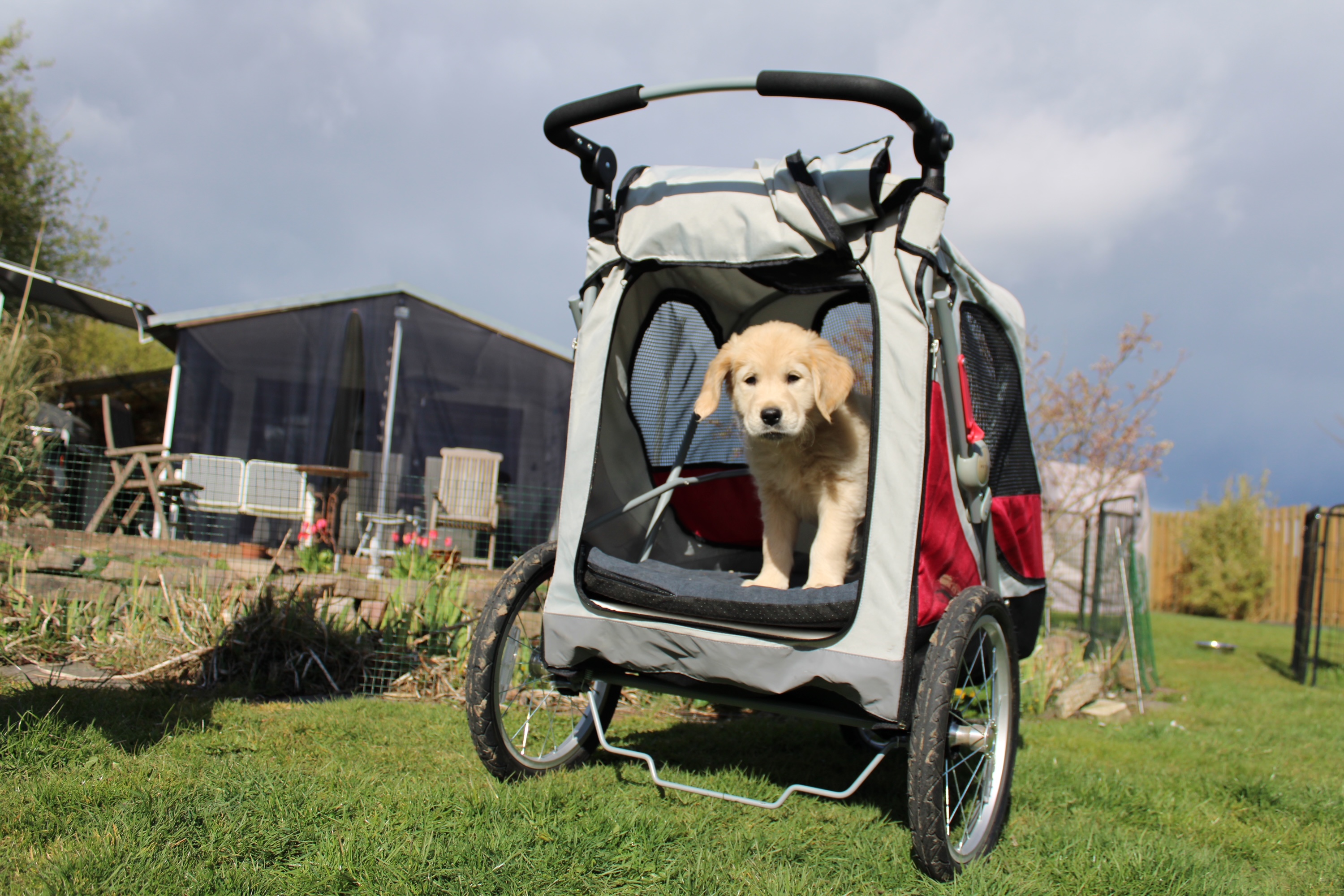 Golden Valley of Peace - Golden Retriever