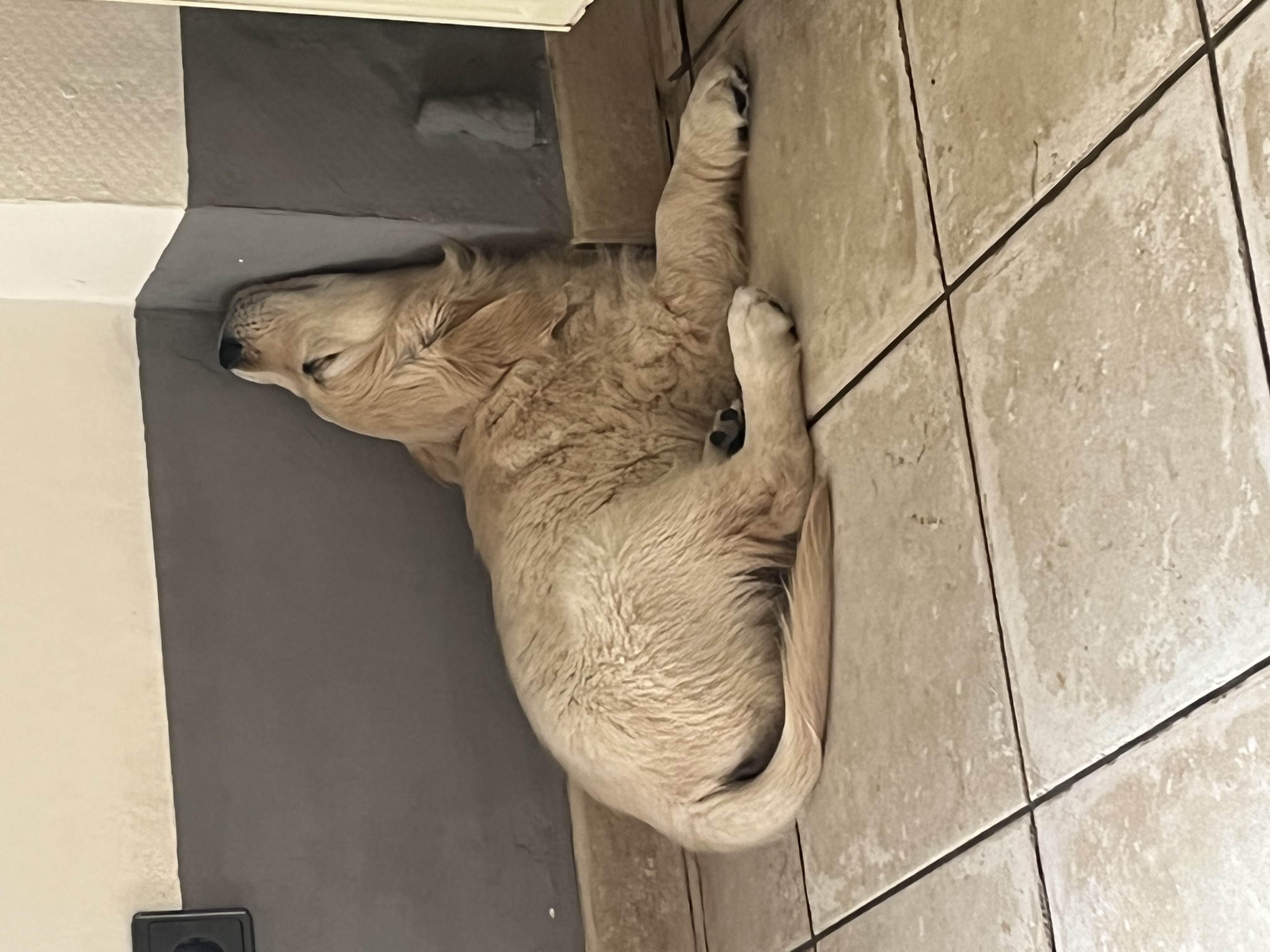 Golden Valley of Peace - Golden Retriever