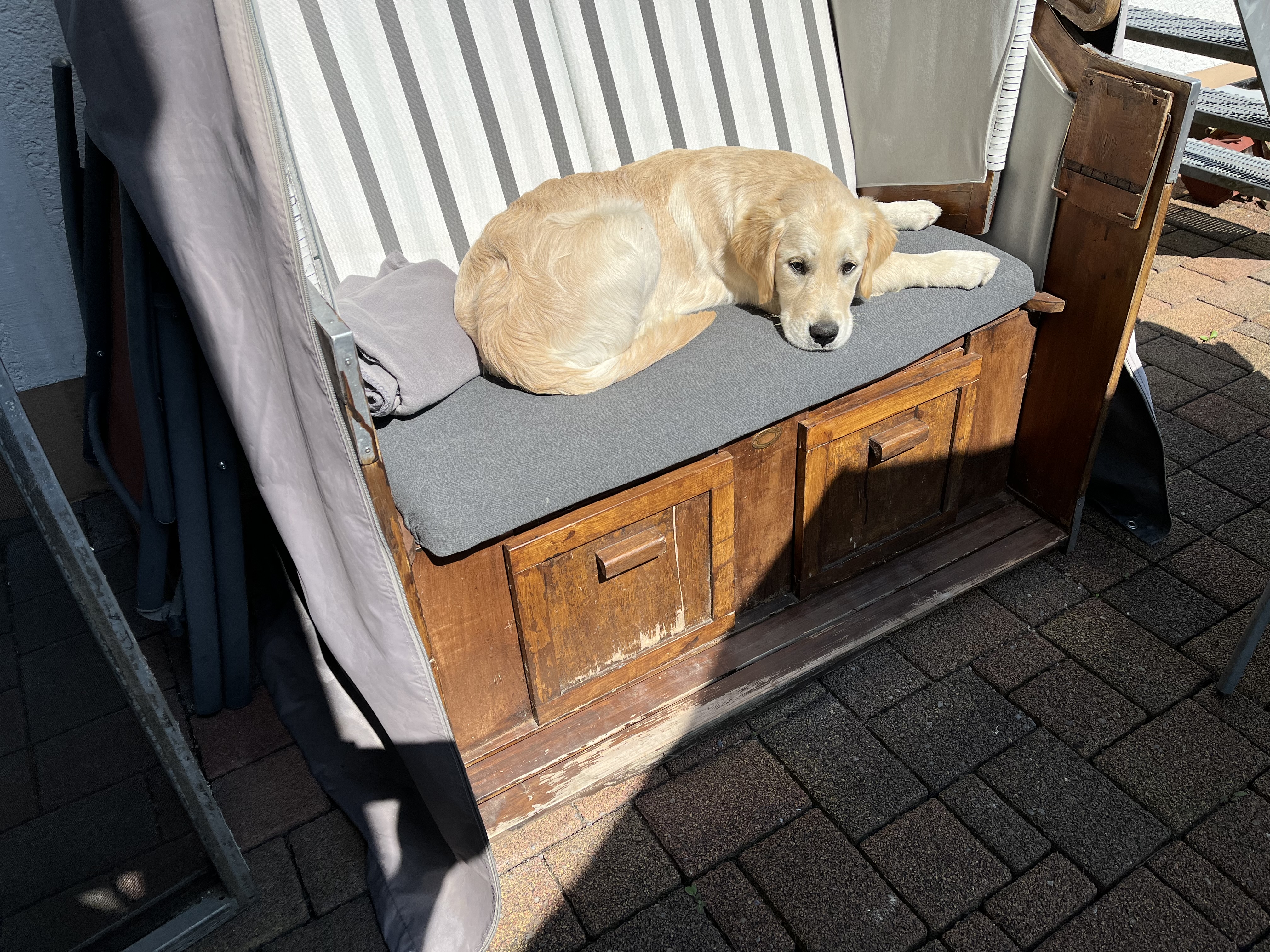 Golden Valley of Peace - Golden Retriever