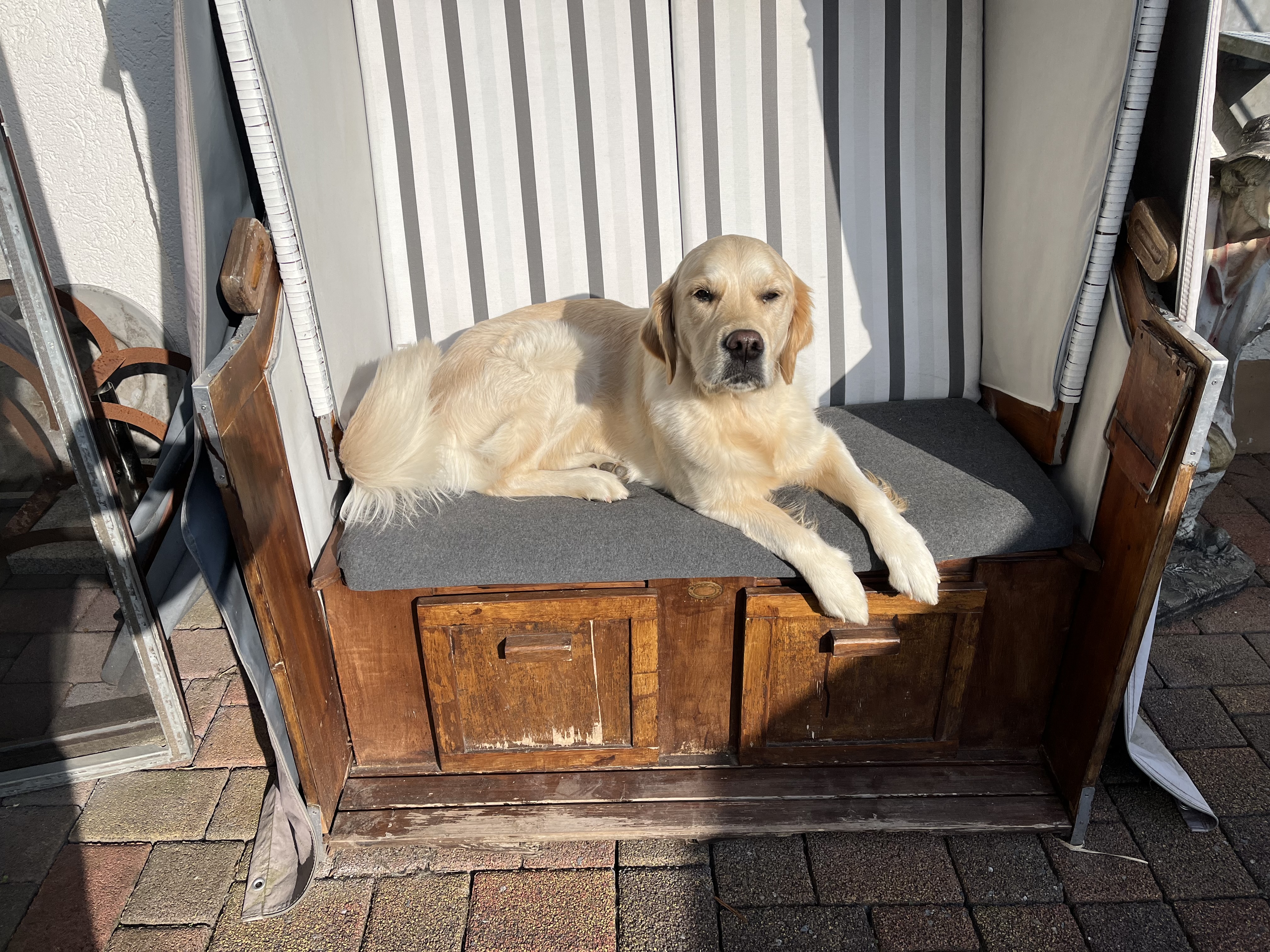 Golden Valley of Peace - Golden Retriever