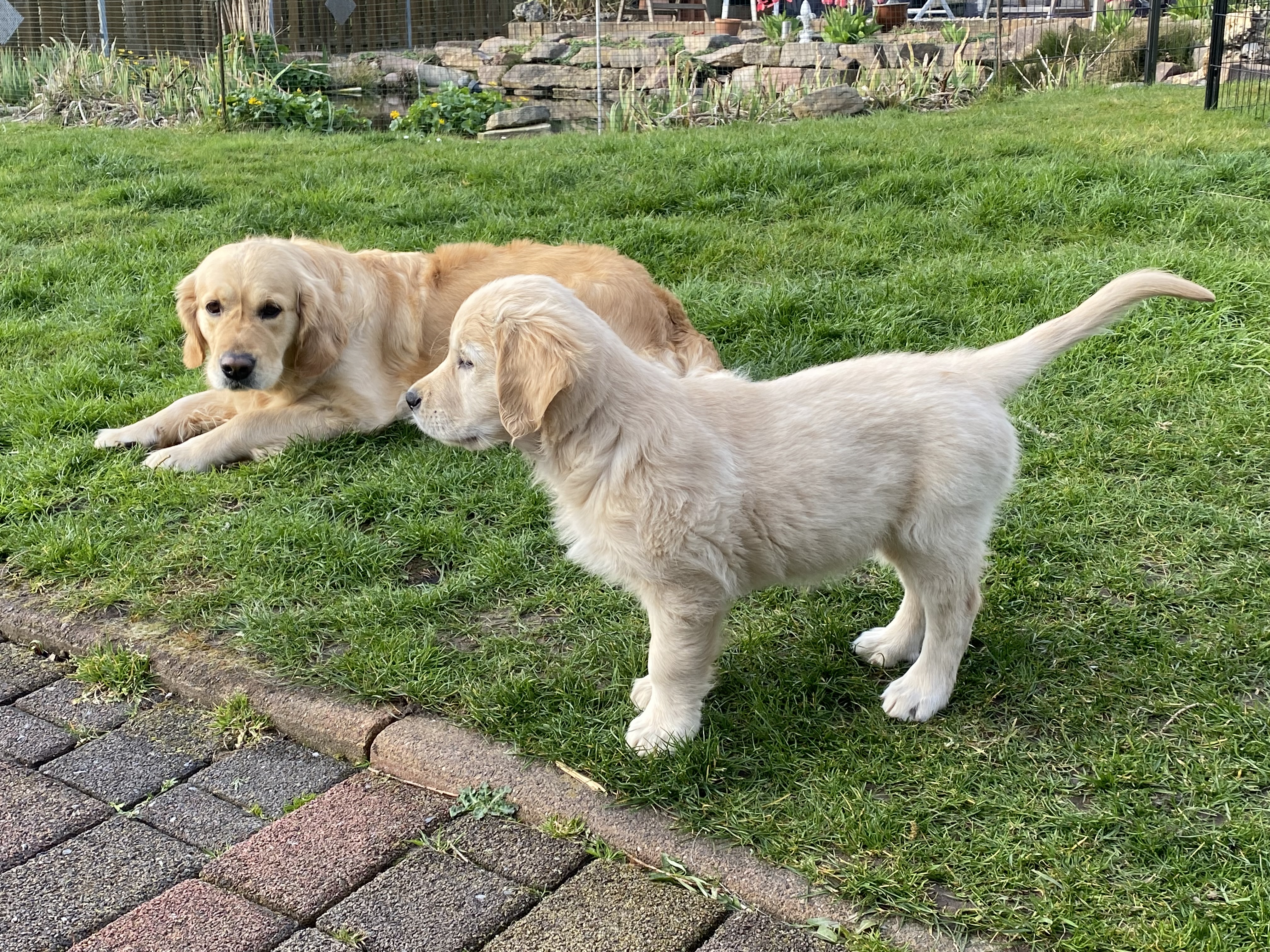 Golden Valley of Peace - Golden Retriever