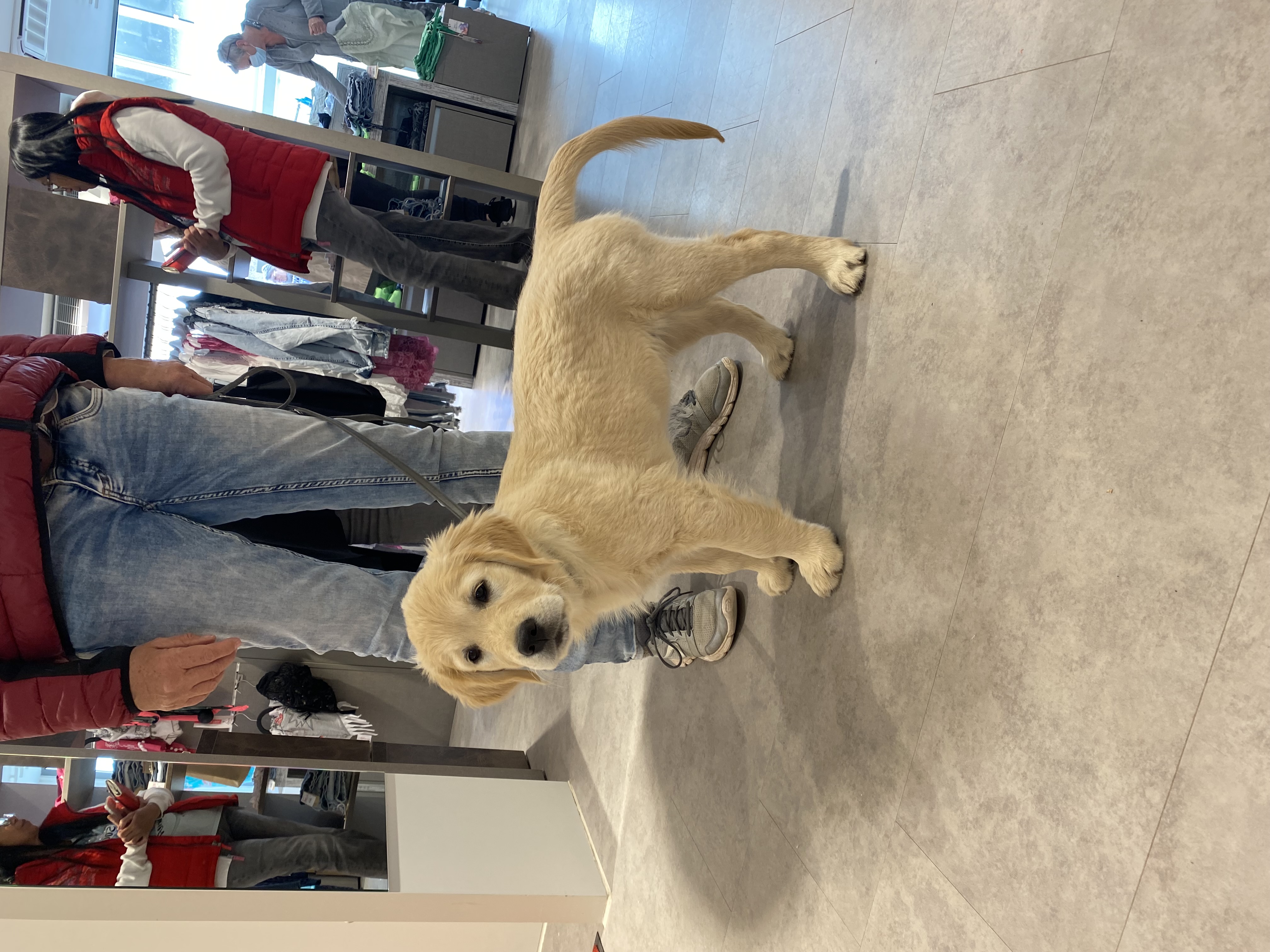 Golden Valley of Peace - Golden Retriever