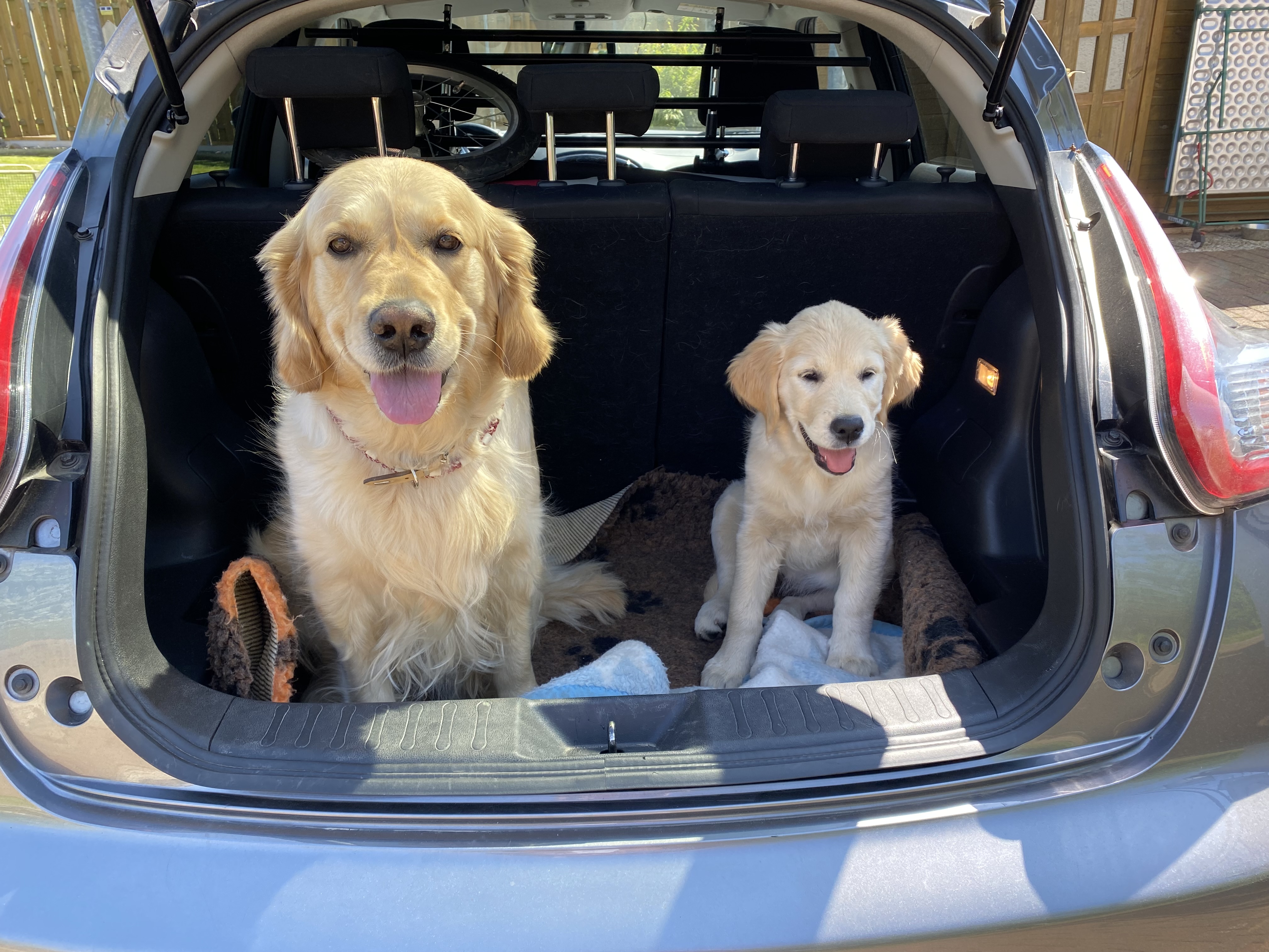 Golden Valley of Peace - Golden Retriever