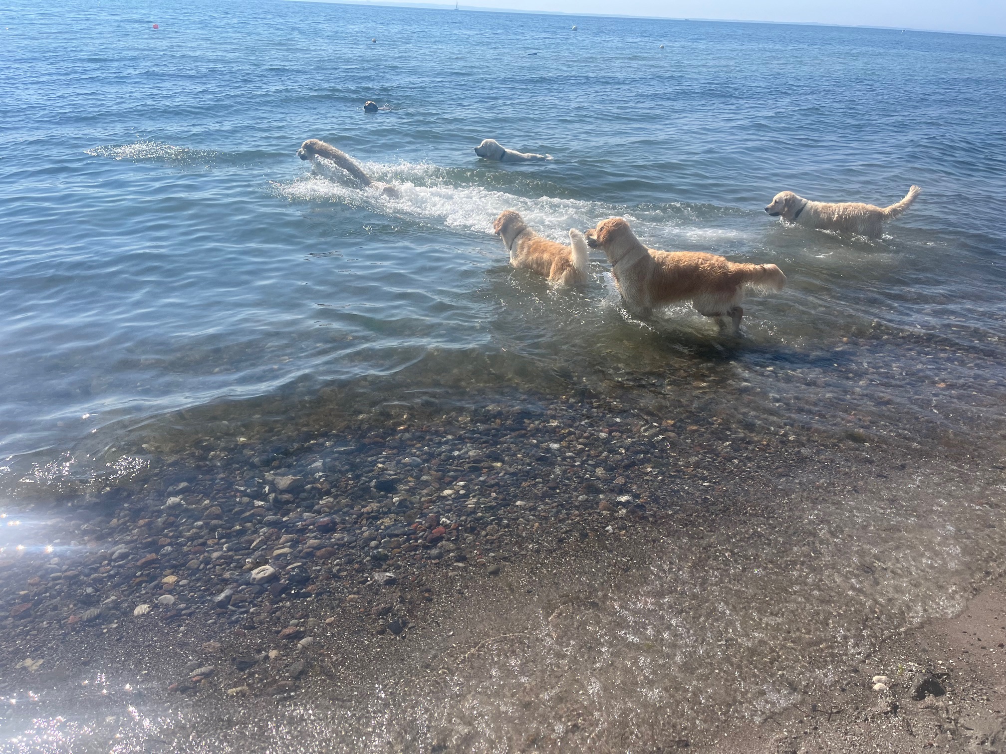 Golden Valley of Peace - Golden Retriever