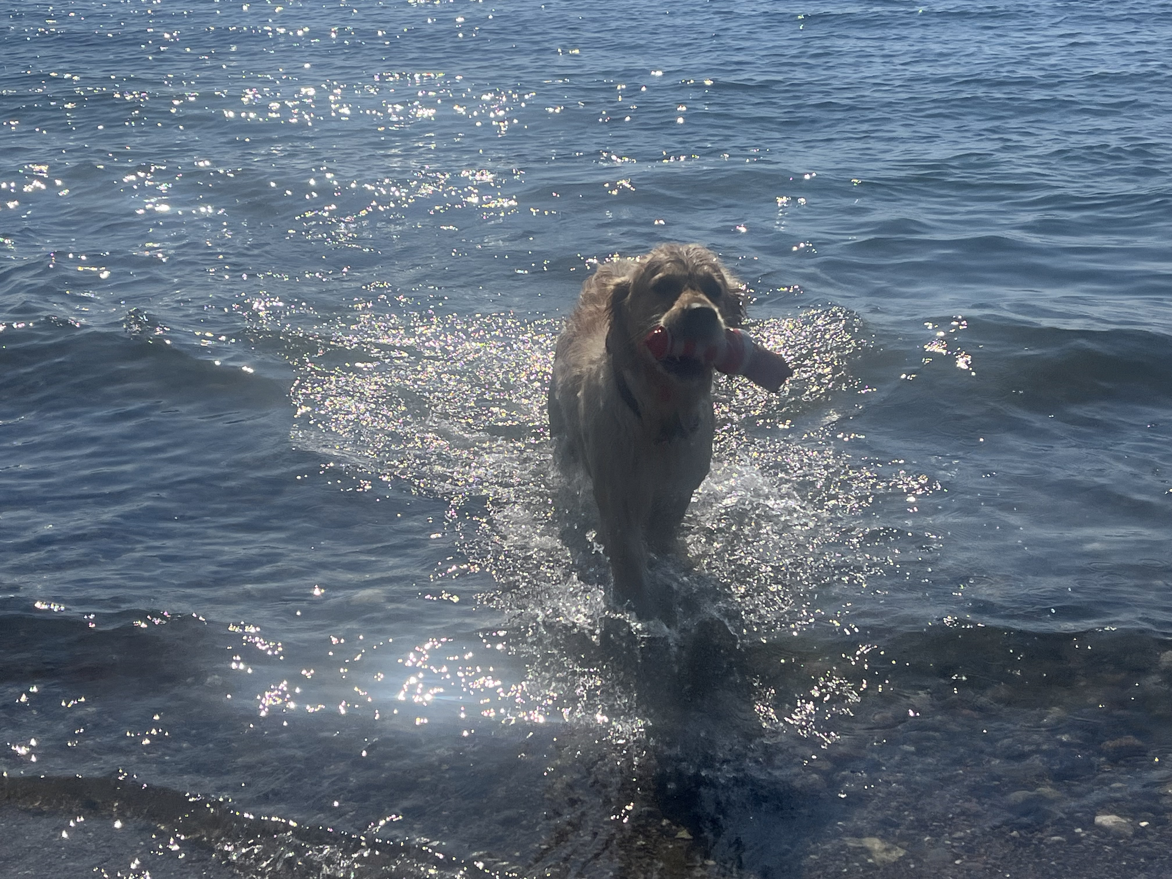 Golden Valley of Peace - Golden Retriever