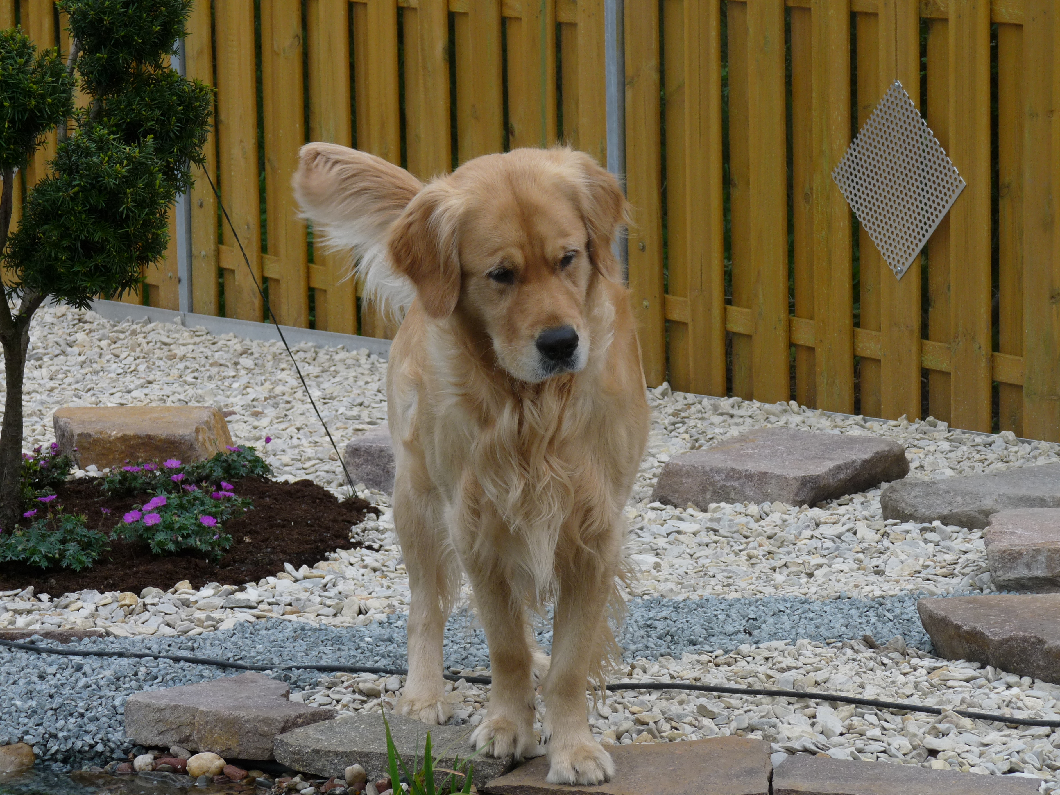Golden Valley of Peace - Golden Retriever