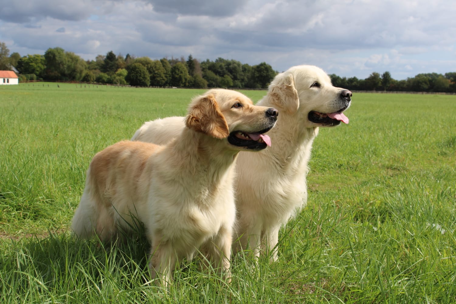 Golden Valley of Peace - Golden Retriever