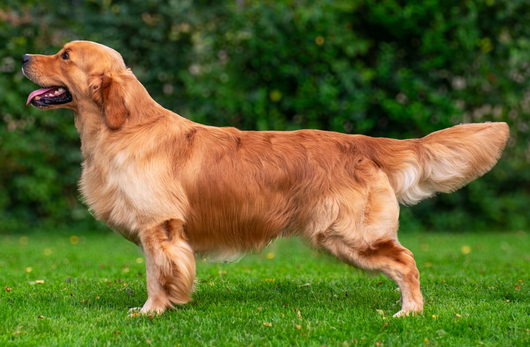 Quick-Escape v.'t Keijsershof Dave